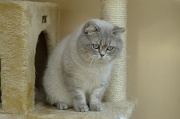 BRITISH SHORTHAIR 019